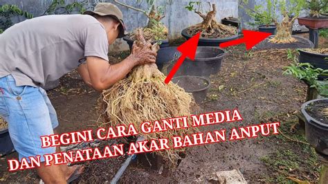 Cara Penataan Akar Dan Ganti Media Bahan Anting Putri Jumbo Youtube