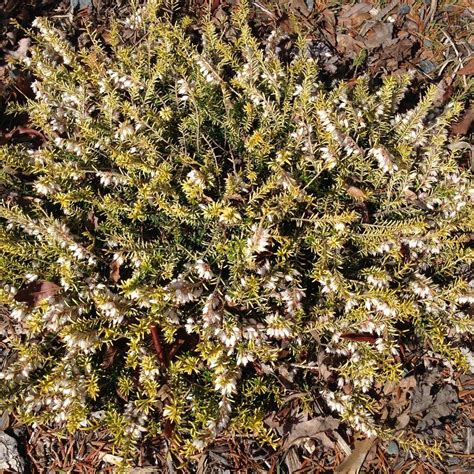 Winter Heath Erica Carnea Golden Starlet