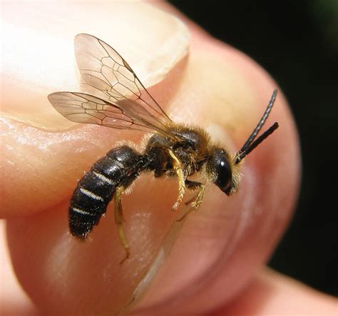 Halictus Rubicundus Male Ryton Wood Warwickshire C Flickr