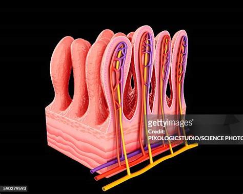 Intestinal Wall Photos And Premium High Res Pictures Getty Images