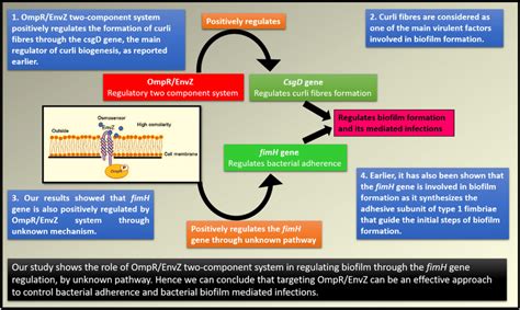 Schematic Representation Of The Role Of The Ompr Envz Two Component