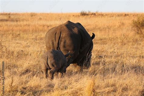 White rhino with calf, South Africa Stock Photo | Adobe Stock