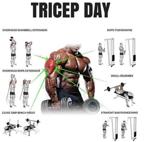 The 4 Best Muscle Building Triceps Exercises Fitness And Power