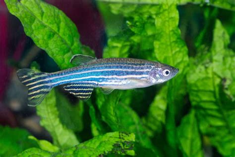 Zebra Danio - Care Guide, Breed Profile, Tank Conditions