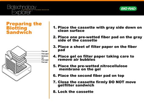 Western Blot Sandwich Nipodkc