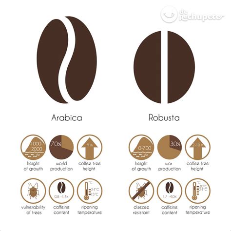 Café arábica y robusta Rasgos comunes y diferencias Cuál te gusta