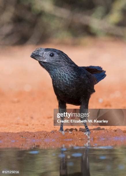 2273 Aves Ridge Stock Photos High Res Pictures And Images Getty Images