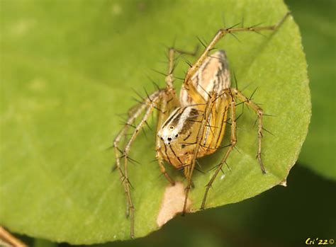 Striped Lynx Oxyopes Salticus Oxyopes Salticus Bugguide Net