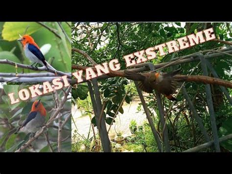 Mikat Burung Di Pinggir Jalan Ramai Youtube