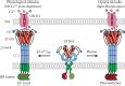 Optogenetic Approaches To Control Calcium Entry In Non Excitable Cells