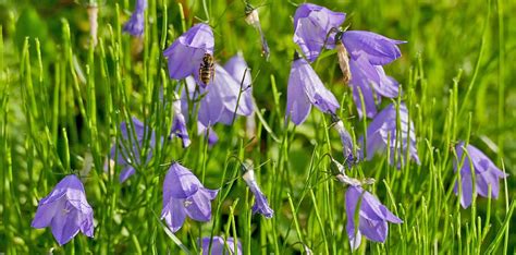 Paisaje Naturaleza Las Flores Campanilla Campanula Rotundifolia