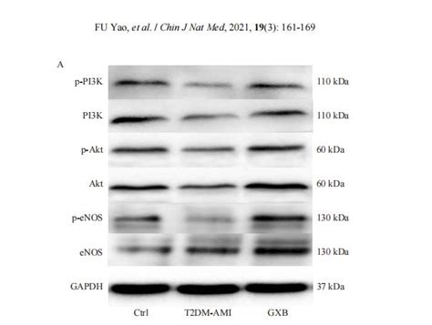 Enos Antibody Affinity Biosciences