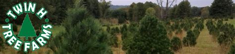 Twin H Tree Farms Christmas Trees In Bloomington Indiana