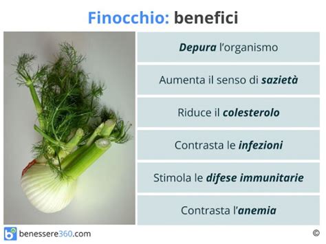 Finocchio Propriet Calorie Benefici Valori Nutrizionali E Usi