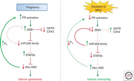 Molecular Regulation Of Parturition A Myometrial Perspective