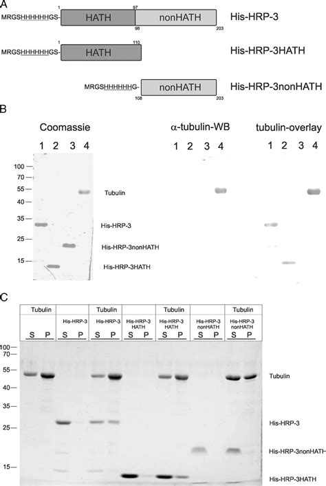 Hepatoma Derived Growth Factor Related Protein 3 Interacts With