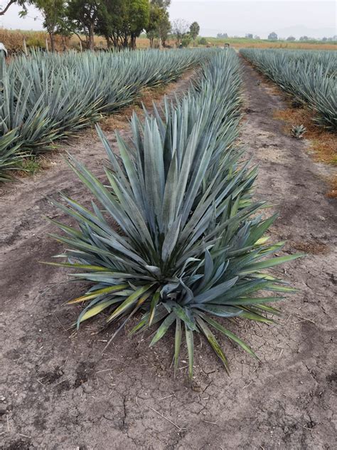 Manejo De Herbicidas En El Cultivo De Agave Azul