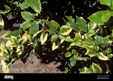 Chlorosis Nutrient Deficiency Hi Res Stock Photography And Images Alamy