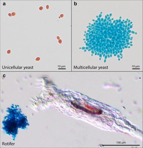 Organisms Used In This Laboratory A Unicellular Yeast Fixed And