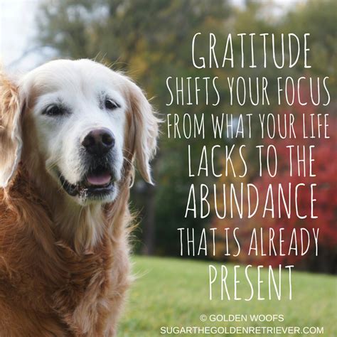 3 Gratitude Quotes For Thanksgiving Golden Woofs Gratitude Quotes