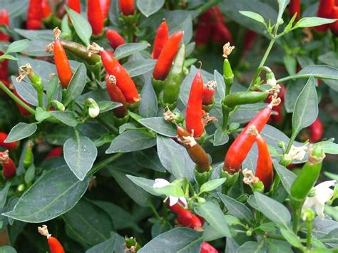 Capsicum Annuum Demon Red Chilli Pepper Demon Red Annual Biennial RHS