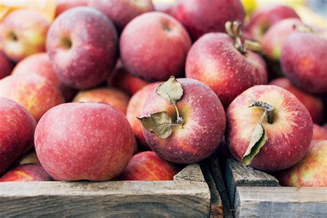 Apples In Season New England