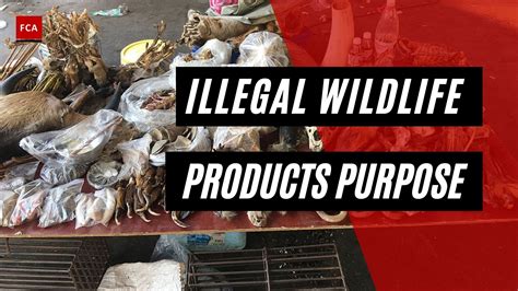 Main Drivers Of Illegal Wildlife Trade