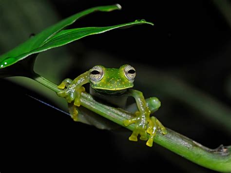 Glass Frogs Become Transparent By Hiding Red Blood Cells In Their