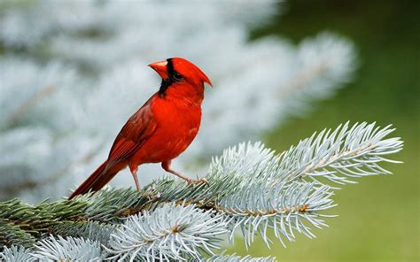 Birds Pigeons Pakistan: Red Birds