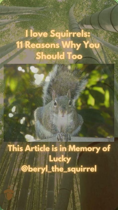 I Love Squirrels 11 Reasons Why You Should Too Artofit