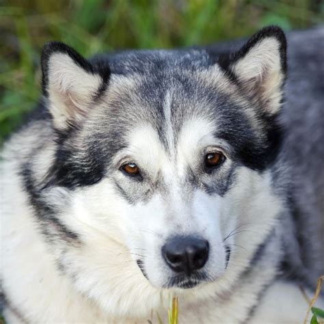 All White Alaskan Malamute Blue Eyes