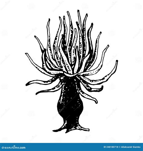 Sea Anemone Hand Drawn Vector Sketch Stock Vector Illustration Of