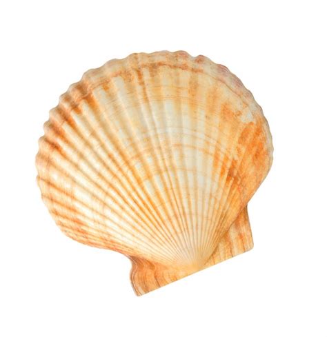 Premium Photo | Scallop sea shell isolated