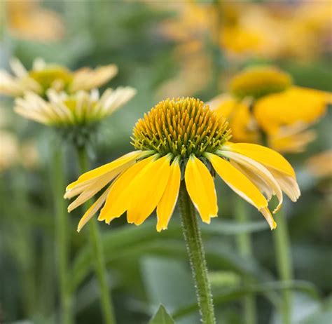 Echinacea Moodz Sonnenhut Moodz Bellaflora