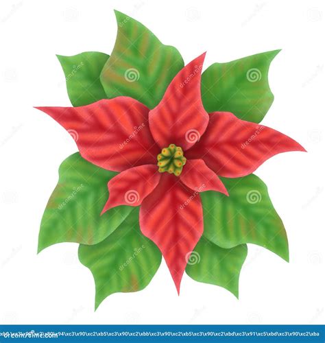 Red Poinsettia Flower Digital Illustration Stock Illustration Illustration Of Decoration