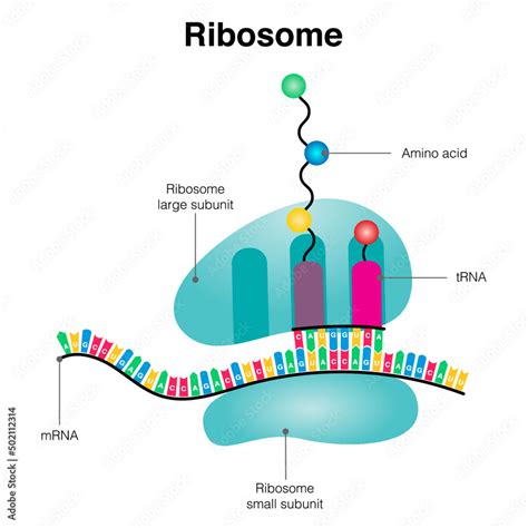 Ribosome Mrna Translation Diagram Stock Vector Adobe Stock