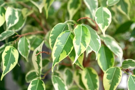 17 Best Types of Ficus Tree to Grow at Home - Petal Republic