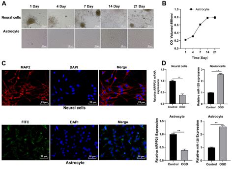 Astrocytes Were Incubated And Identified In Vitro A Morphological