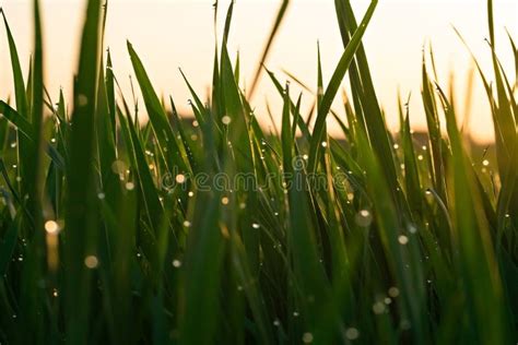 Grama Verde Gotas De Orvalho No Nascer Do Sol Na Mola Na