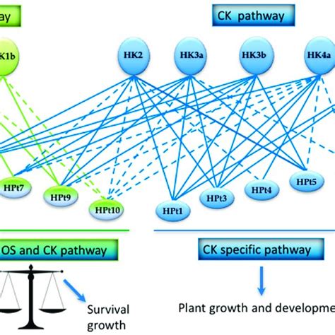 Interconnection Between Osmosensing And Cytokinin Pathways The Diagram