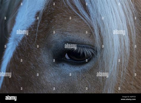 horse, close up, eye Stock Photo - Alamy