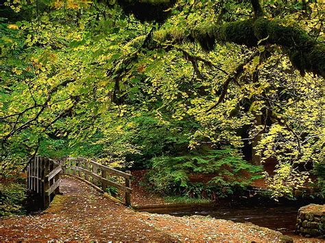 Brown Wooden Bridge Park Trees Wood River Bridge Autumn Leaves