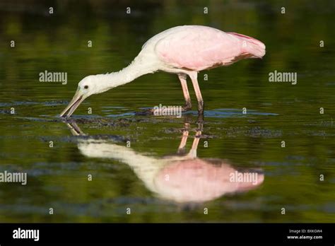 Roseate Spoonbill Fish Hi Res Stock Photography And Images Alamy