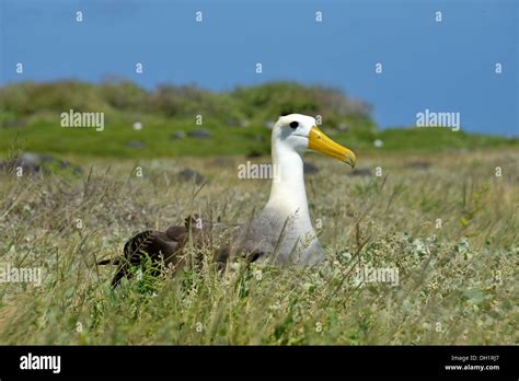 Evolución De Las Aves En Las Galápagos Fotografías E Imágenes De Alta Resolución Página 3 Alamy