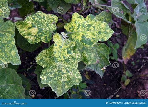 Viruses Disease On Eggplant Plant Disease Stock Photo Cartoondealer