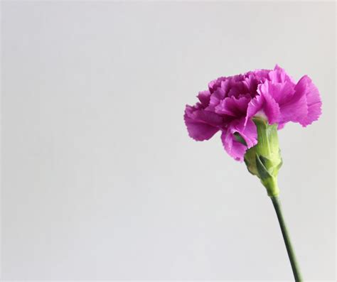 Purple Carnation Flower Meaning Symbolism And Significance