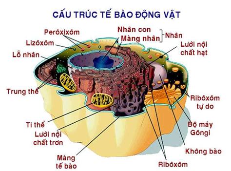 Chứng Minh Tế Bào Là đơn Vị Chức Năng Của Cơ Thể