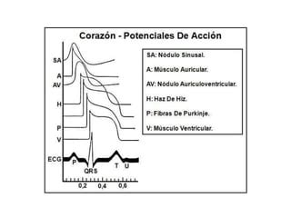 Electrocardiograma Ppt