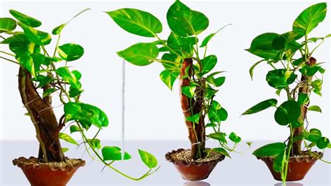 Money Problem Vastu Remedy Planting These 5 Plants Positive Energy Comes In The House As Per