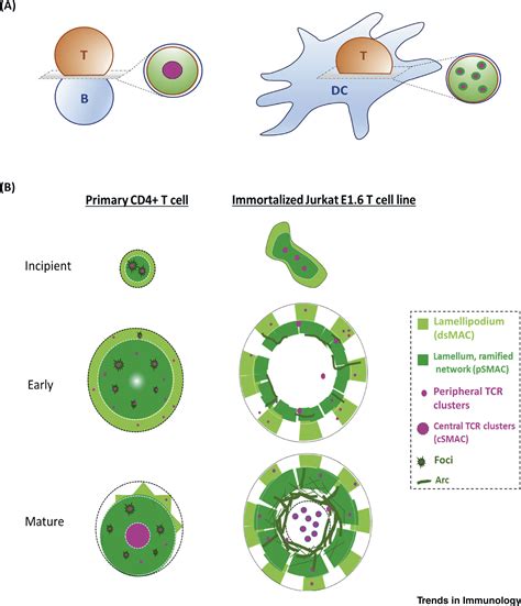 Not All T Cell Synapses Are Built The Same Way Trends In Immunology